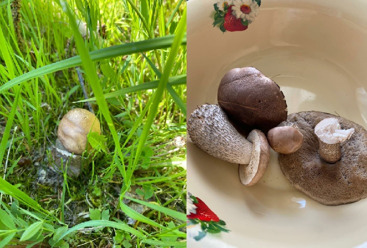 "Все в лес!": в Коми открыли грибной сезон