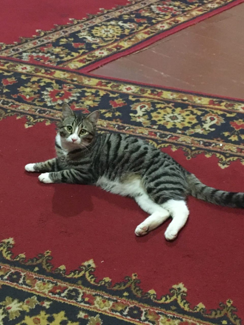 Кот из музея в Коми стал самым культурным котом Петербурга