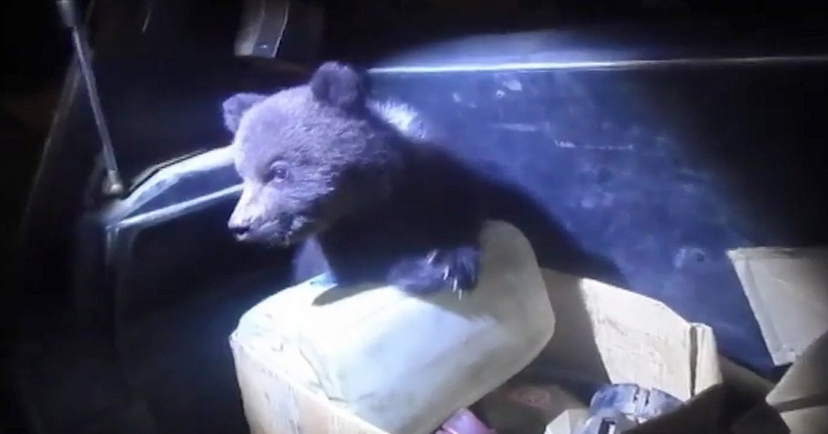 В Коми коробку с живыми медвежатами нашли на дороге