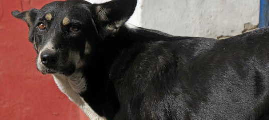 Житель Коми застрелил собаку, ему грозит статья