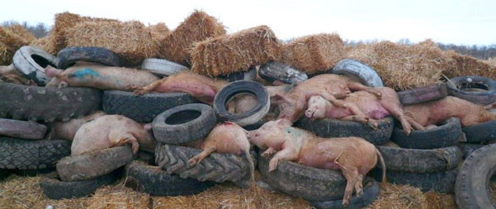 На пожаре в Коми заживо сгорели десятки свиней