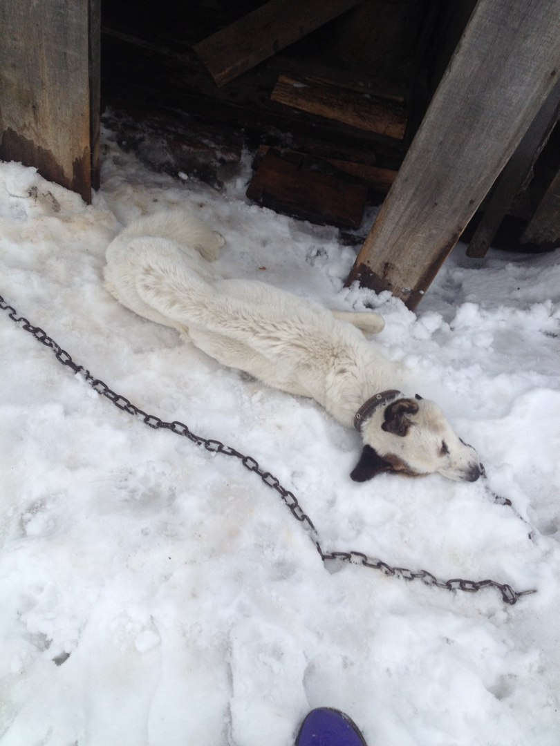 В Коми состоятельная семья заморила своего цепного пса голодом