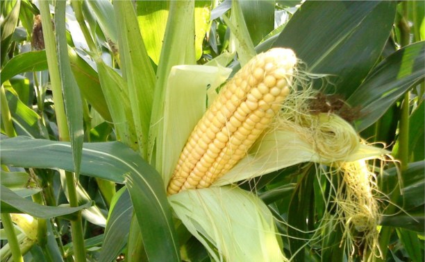 В Ухте вырастят 50 гектаров кукурузы