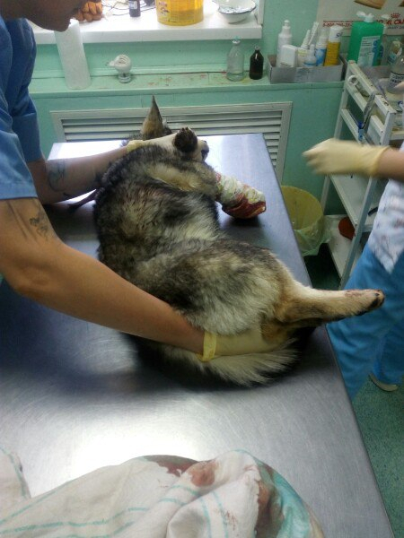 В Ухте оперируют собаку, которую переехал поезд