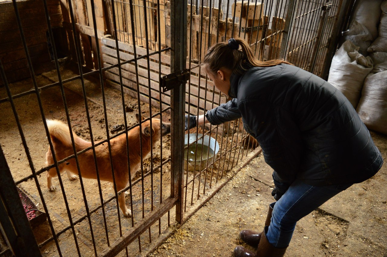 В Ухте ищут физически выносливую горожанку для кормления 150 собак