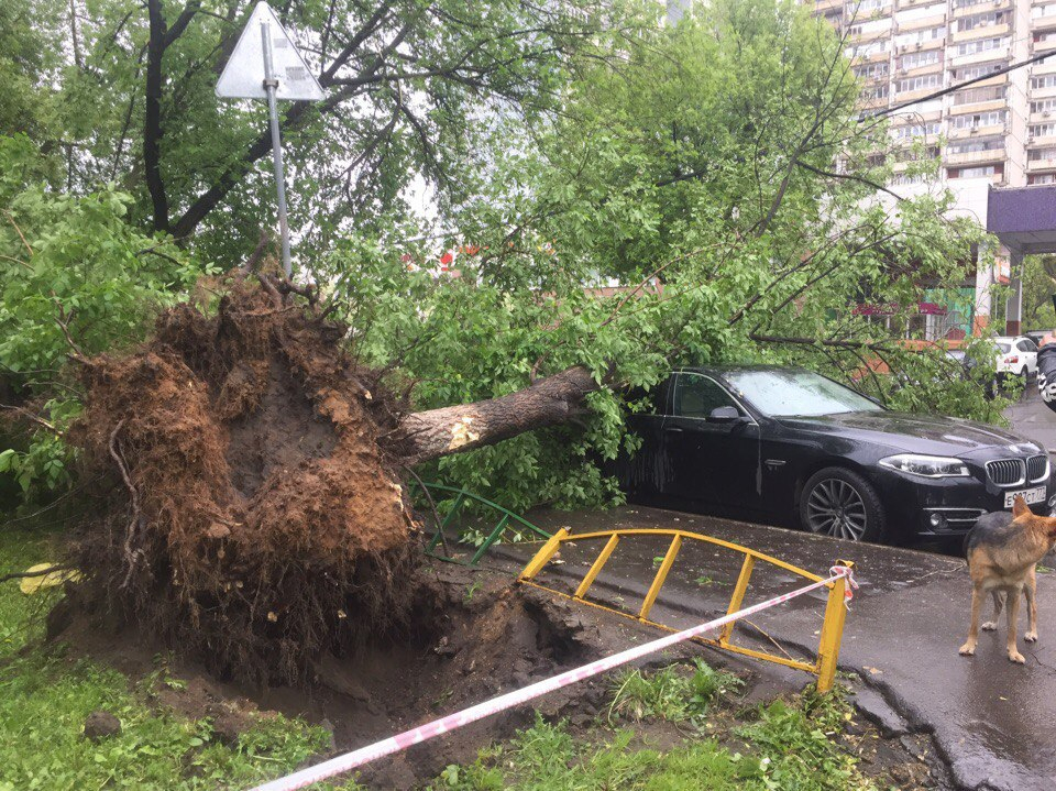 Горожанин снял видео урагана в Москве