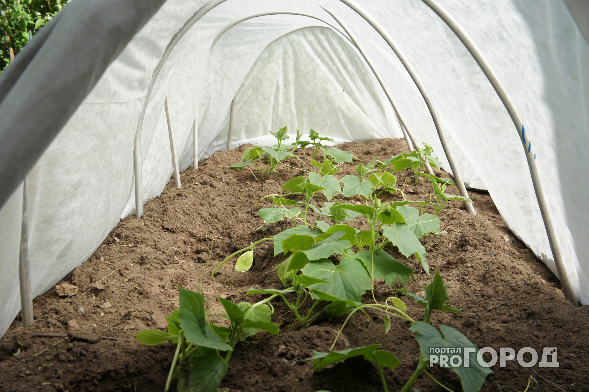 В Сосногорском районе начнут выращивать огурцы в промышленных объемах
