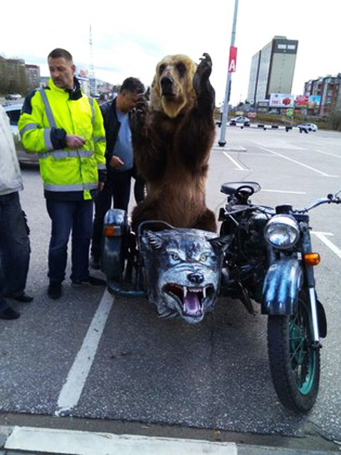 По центральным улицам Коми в коляске мотоцикла возили медведя