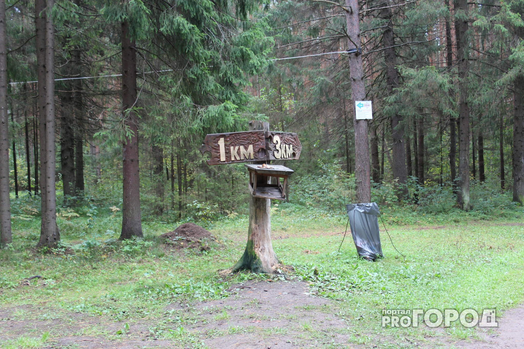 В Сосногорске эвакуировали двух заблудившихся в лесу мужчин