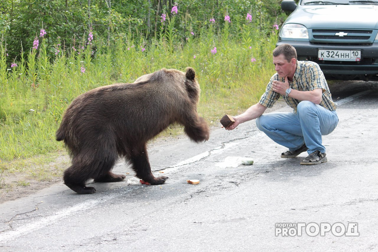 В некоторых районах Коми будут отстреливать медведей
