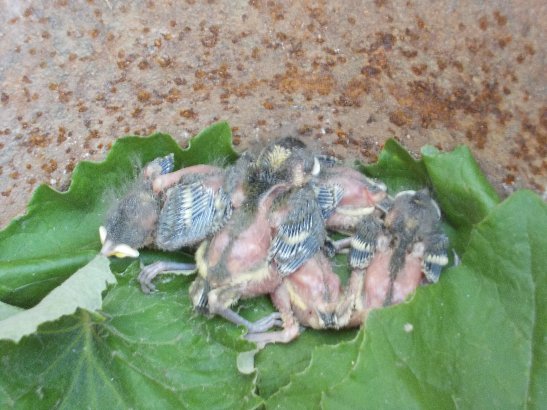 В Коми спасли птенцов синичек