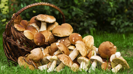 В Коми нашли 27 новых видов грибов