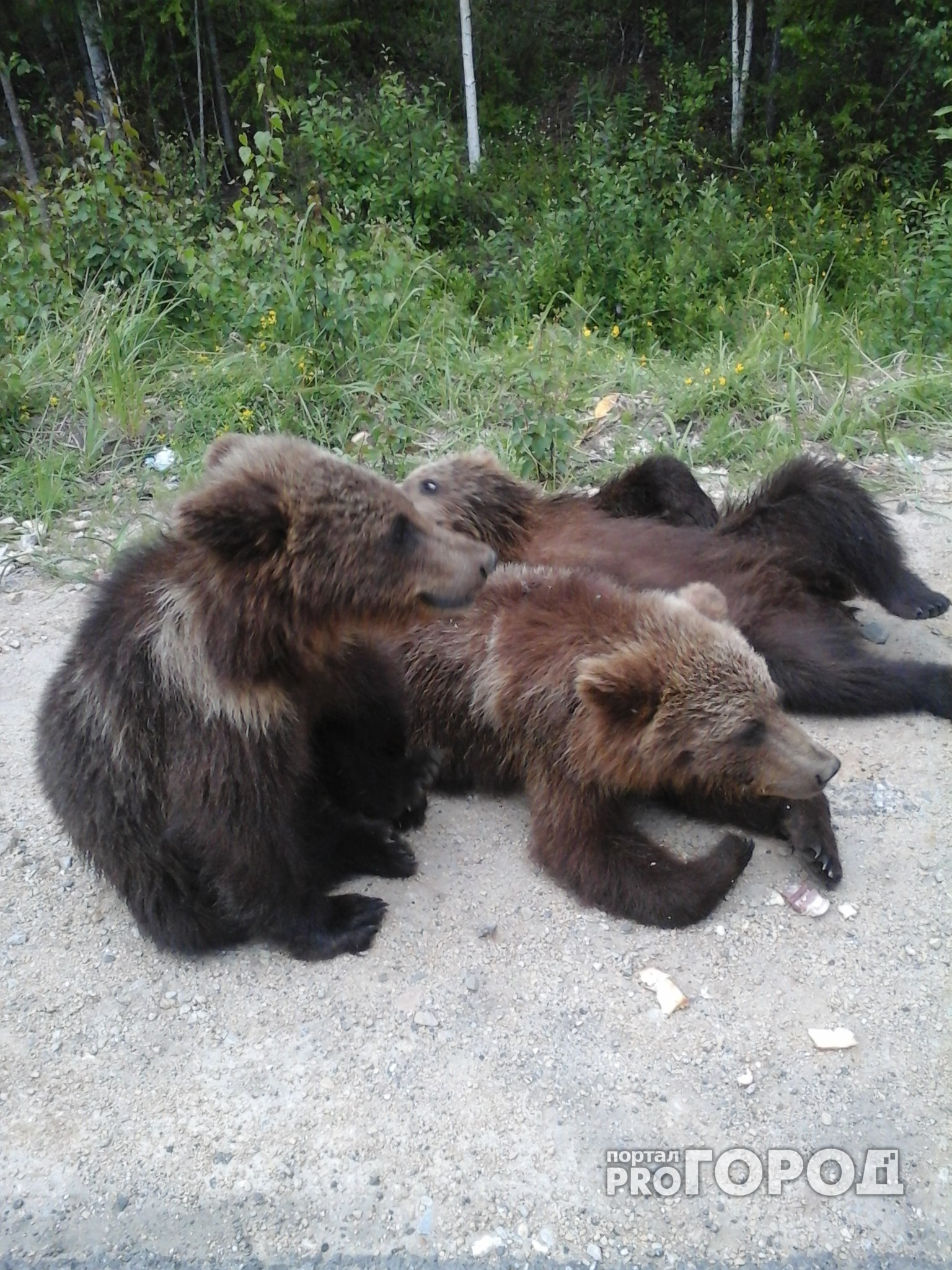 Жители Седью о нападении медведей:”Ходят вокруг поселка, жрут падаль, никого не боятся”