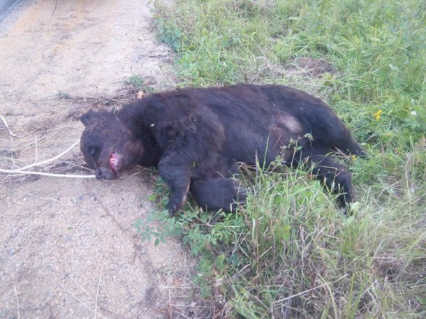 Охотники Седью без разрешения убили двух медведей