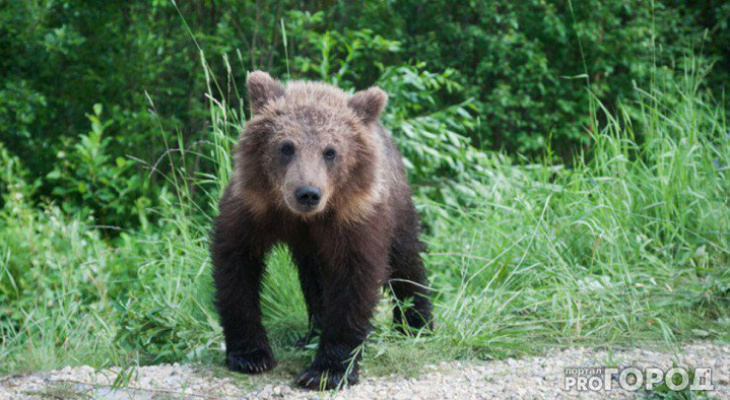 В Ухте медведь перешел дорогу рейсовому автобусу
