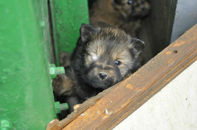 В приюте Сосногорска у щенка вытек глаз после укуса альфа-самца