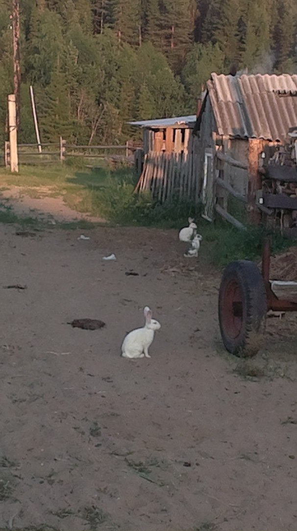 Аномалия в Коми: в деревню пришли зайцы в зимней шкуре