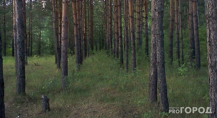 В Коми в лесу нашли тело женщины со следами операций и переломами