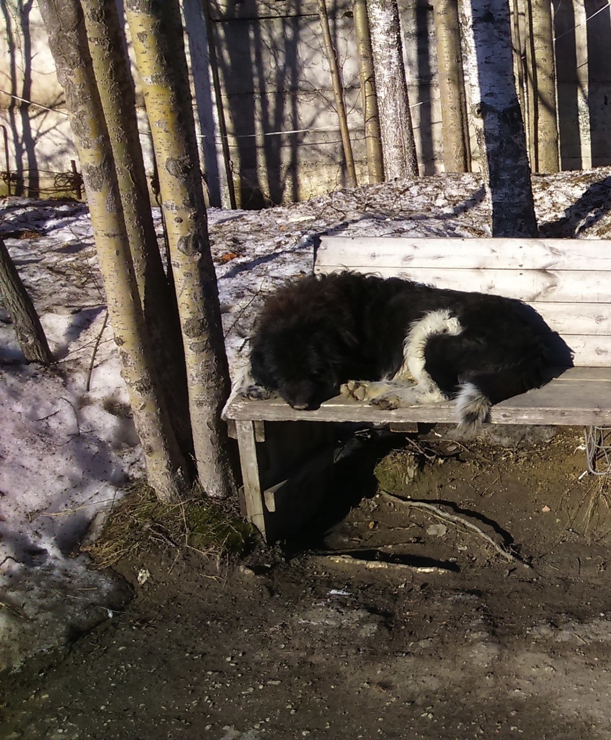 У ухтинки украли старую хромую собаку