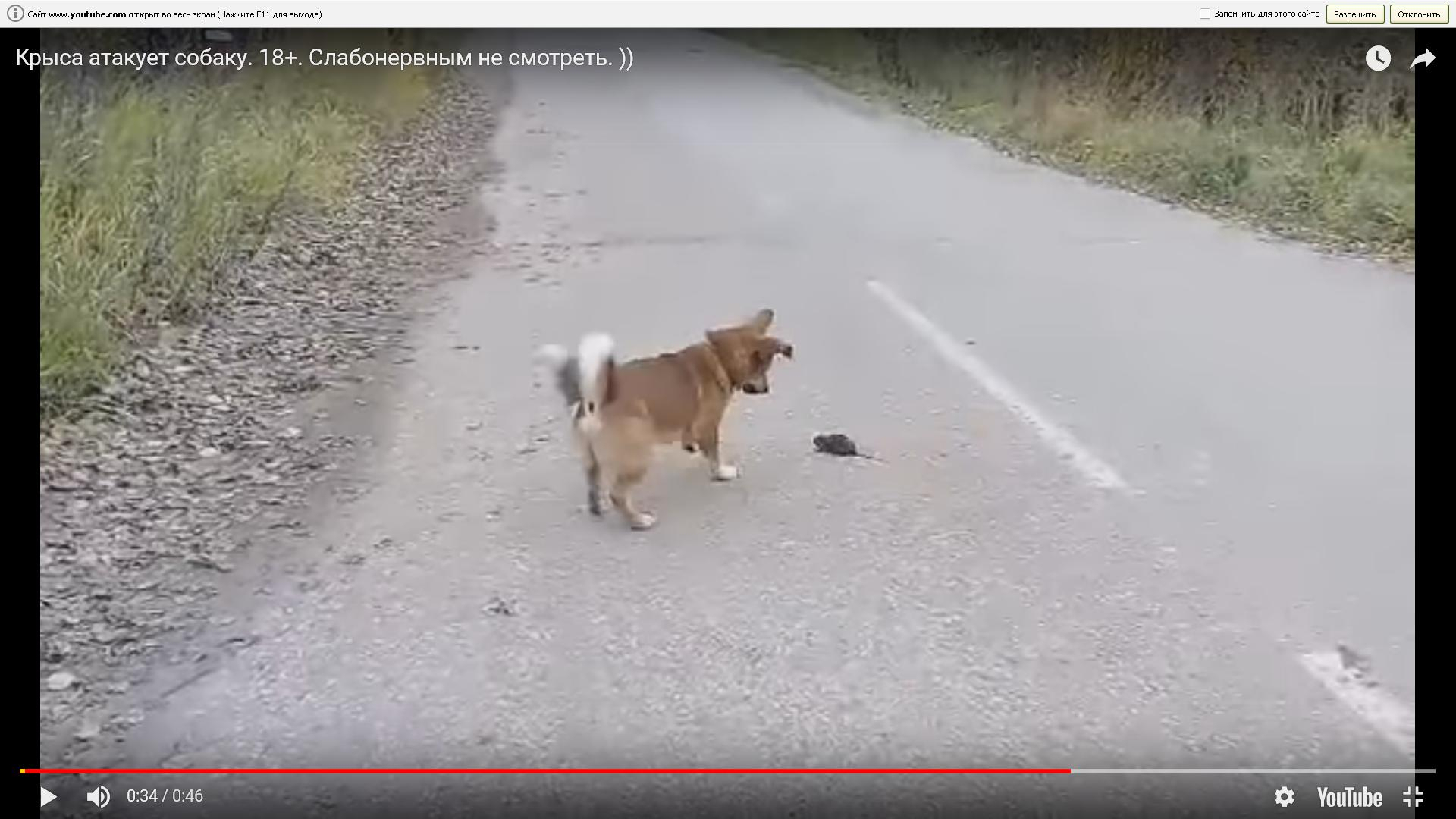Появилось видео, как крыса атакует собаку в Коми