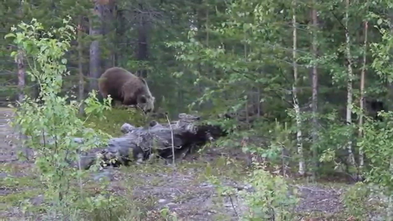 В Печоре грибник снимал на видео внука, а в кадр попал медведь