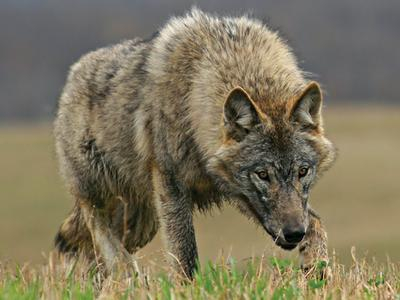 В Коми волки атакуют поселок