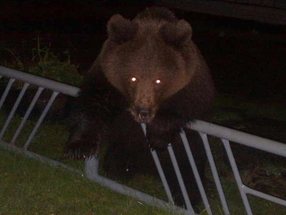 В Усинске на территории школы видели медведя