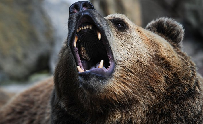 В Коми медведей, которые не уйдут в спячку, убьют