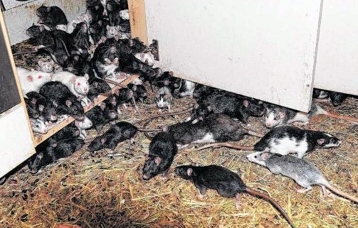 В Коми в пустующей 15 лет квартире поселилось полчище крыс