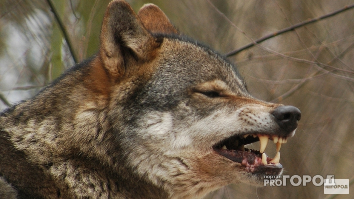 Охотники отстояли поселок в Коми от нападения волков