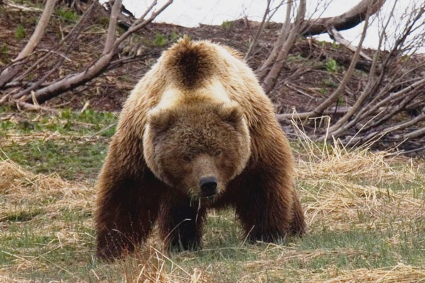 Появилось видео, как медведь под Ухтой убежал от мужчины