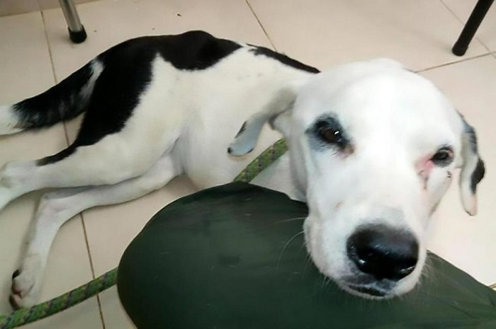 Новости мира: Брошенная собака умерла в аэропорту от разлуки с хозяином