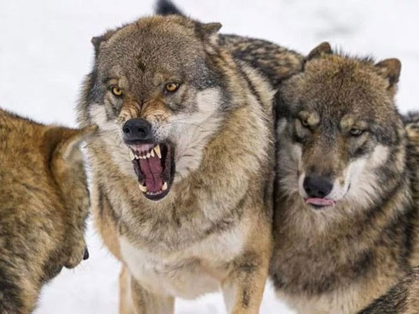 Сразу в двух поселках Коми заметили волков на улицах