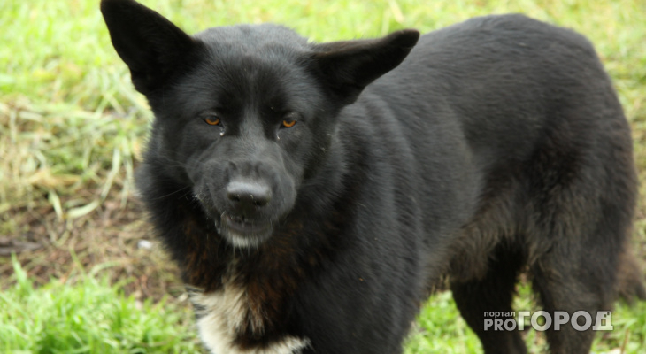 Житель Сосногорска: «В моем доме заживо замуровали стаю собак»