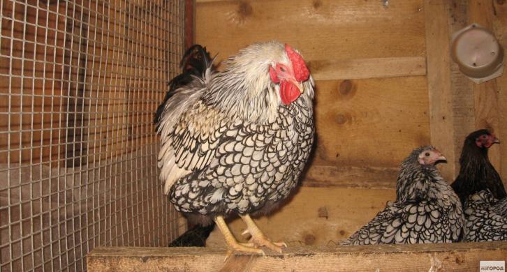 В России вывели куриц, дающих яйца для производства вакцин 