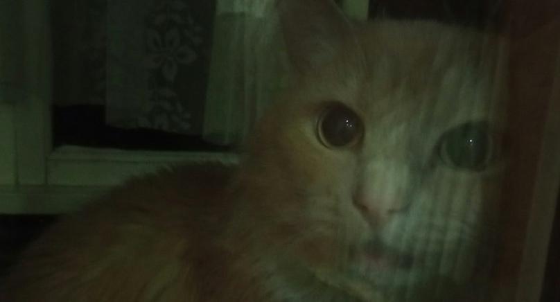 Ухтинские живодеры выкинули кота с третьего этажа