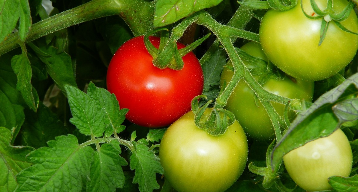 Ученые доказали, что помидоры могут защитить от рака желудка