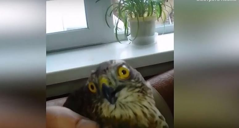 Ястреб залетел в окно к жителям Коми