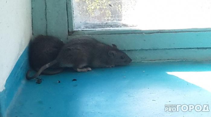 В Коми мужчина из окна кидался крысами