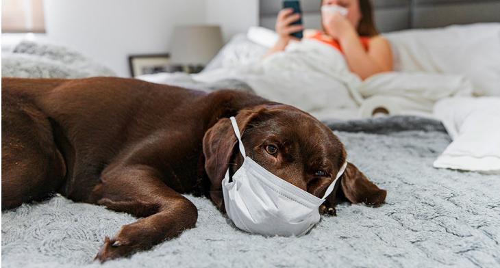 Россиянам пригрозили "уголовкой" за отказ от вакцинации питомцев