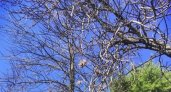 Жителю Коми грозит "уголовка" за поврежденные корни деревьев