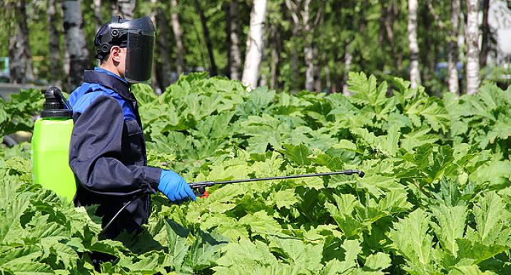 В Коми не нашлось средств для программы по борьбе с борщевиком