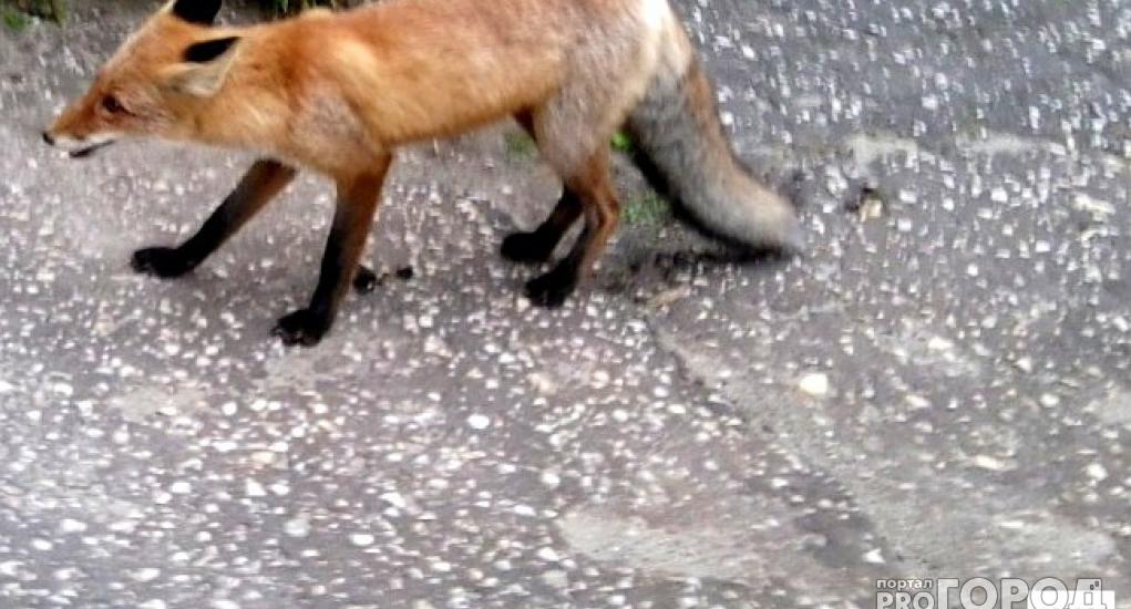 В Ухте появились лисы с подозрением на бешенство