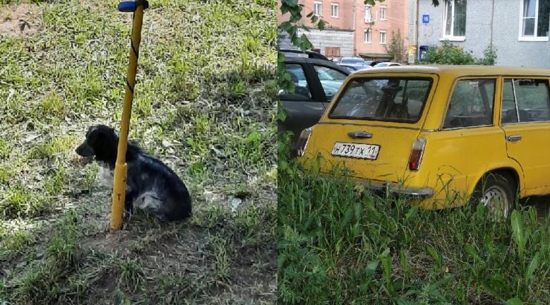 "Пришлось спасать своими силами". Живодеры заперли собаку в машине и про это забыли