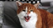 Ученые сделали пугающее открытие насчет домашних кошек