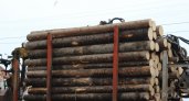 "Все вывозим!": за год экспорт Коми вырос почти на половину