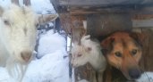 В Коми козленок ушел от мамы жить в будку с собакой