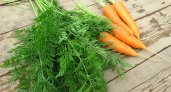 Специалист рассказала, кому "противопоказана" морковь