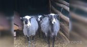 Учены Коми вывели новую породу устойчивых к холоду овец
