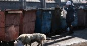 «Удары сапогами в лицо": в Коми мужчины избили женщину, кормящую бездомных собак